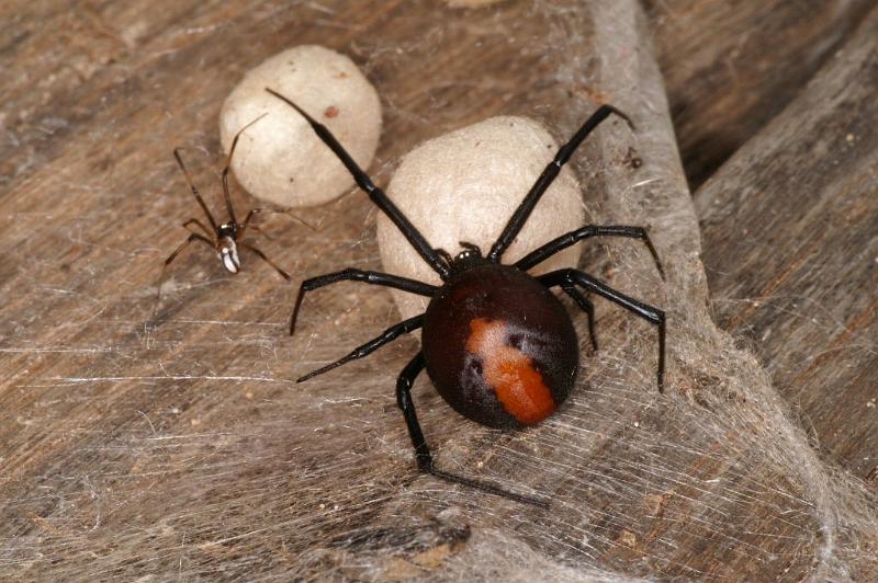 Latrodectus_hasselti_D3649_Z_87_Hamelin pool_Australie.jpg